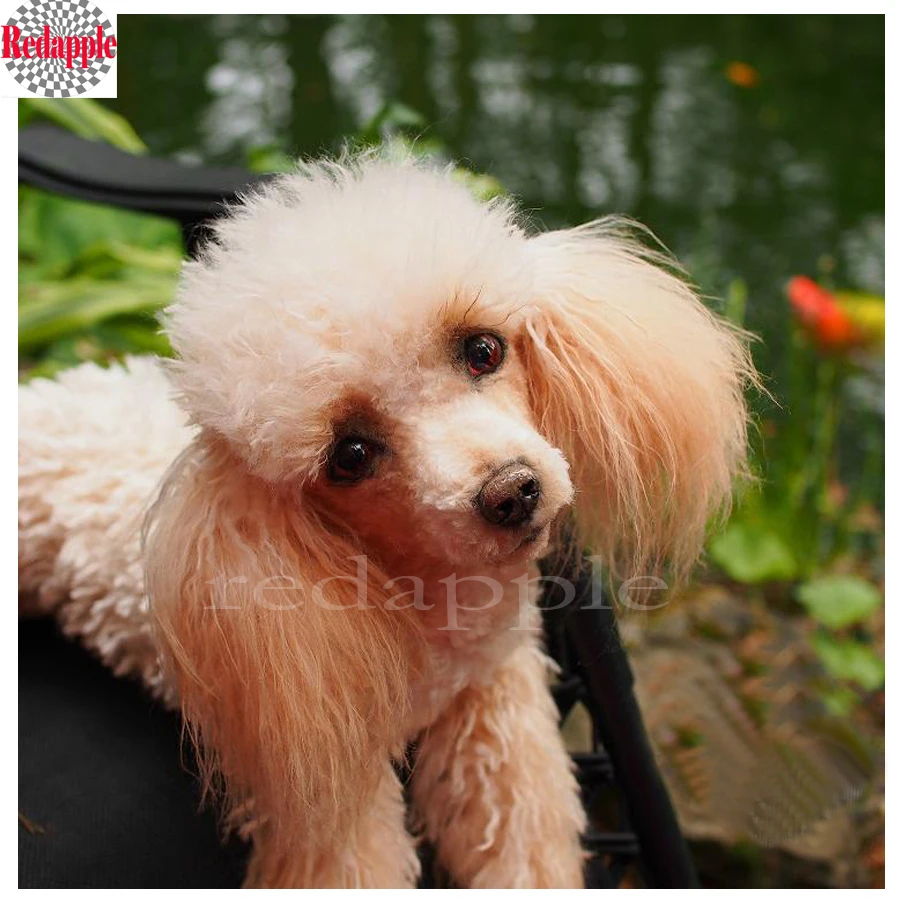 5D DIY Full Square drill Diamond Painting Cross Stitch Cute Poodle Diamond Rhinestone Embroidery beads pet dog Mosaic decor gift