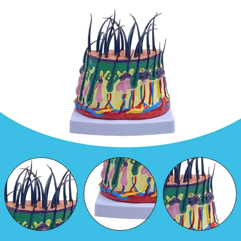 Модель человеческой головы 50X увеличенная структура кожи головы анатомическая модель обучающая медицинская модель для Классного класса научного обучения