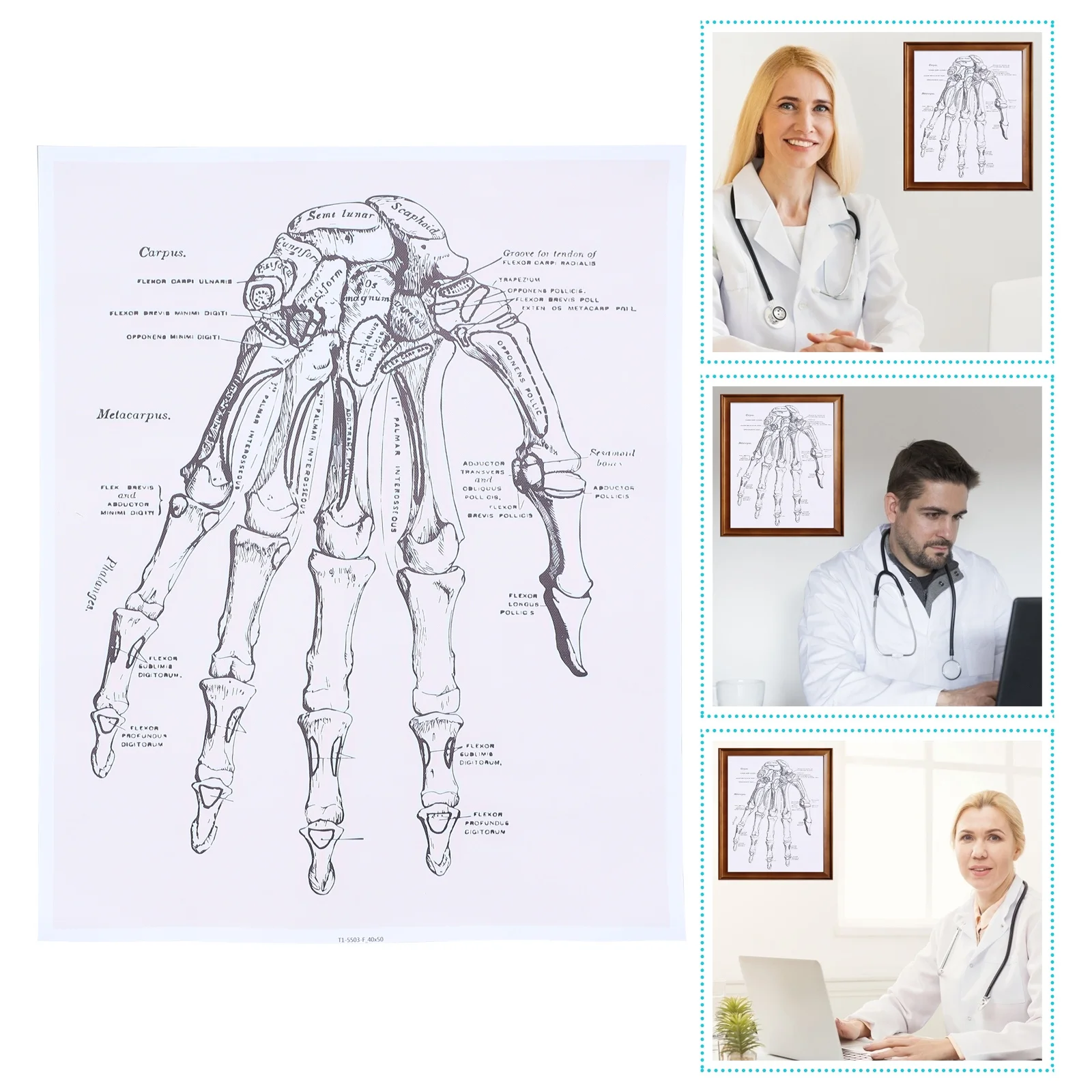 

Human Anatomy Chart Hand Anatomy Chart Human Body Painting Human Chart Anatomy Poster Chart