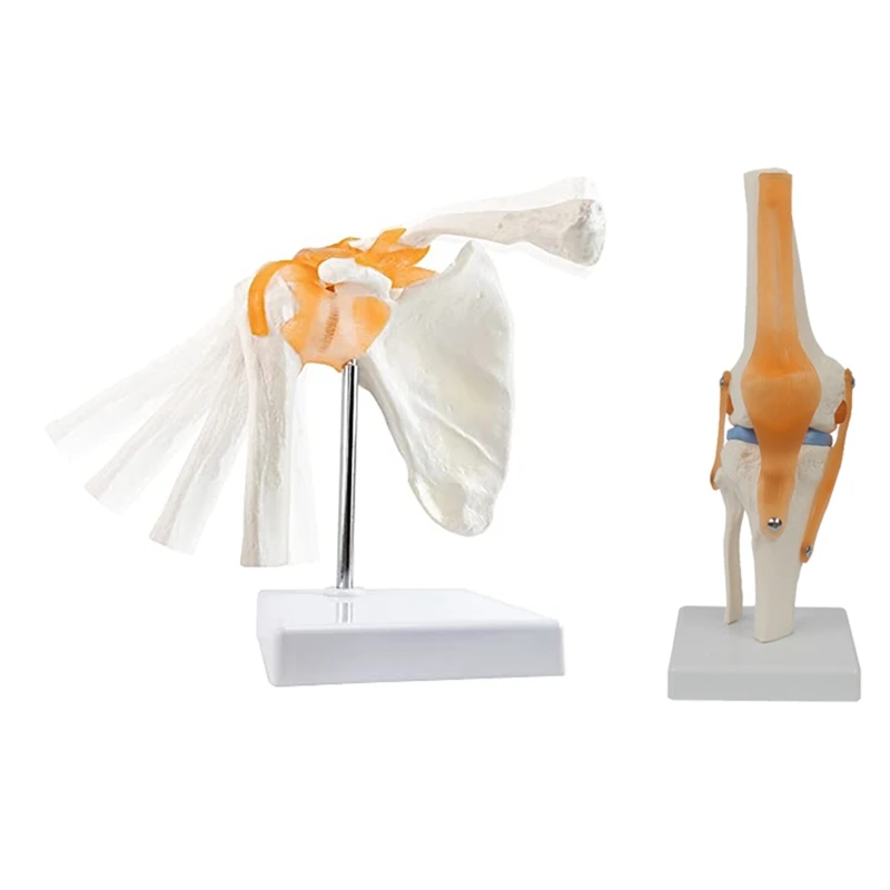 

Anatomy Shoulder Joint Model -Anatomy Skeleton, Anatomical -Knee Joint With Ligaments Model Durable