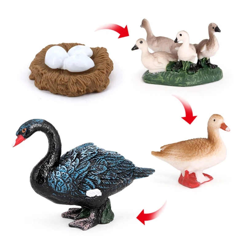 5 Sets Simulation Animals Life Growth Cycle Model,Poultry Statue Figures Toys Children Educational Cognitive Toys