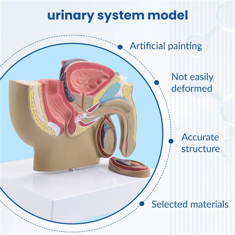 

A22F-1:2 Male Pelvic Sagittal Section Testicular Prostate Bladder Rectal Urinary System Model