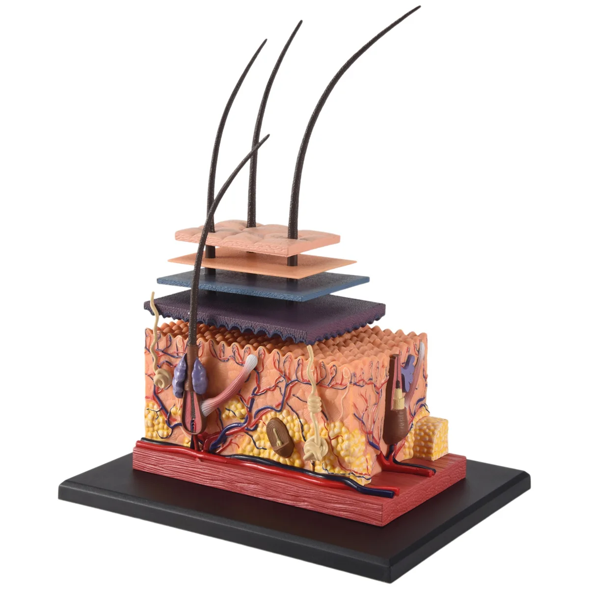 4D Human Skin Model Hair Organs Assembling Puzzle Model Teaching Model Manikin Science Anatomical Model image 2