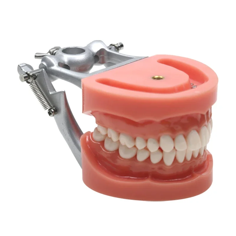 Dental Teaching Model Standard Model Demonstration Teeth Model Dental Supplies