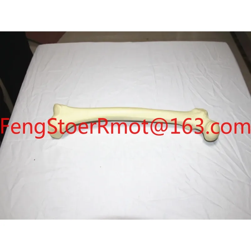 1:1 human simulation bone femoral head thigh bone limb  long medical teaching orthopedic pain department model