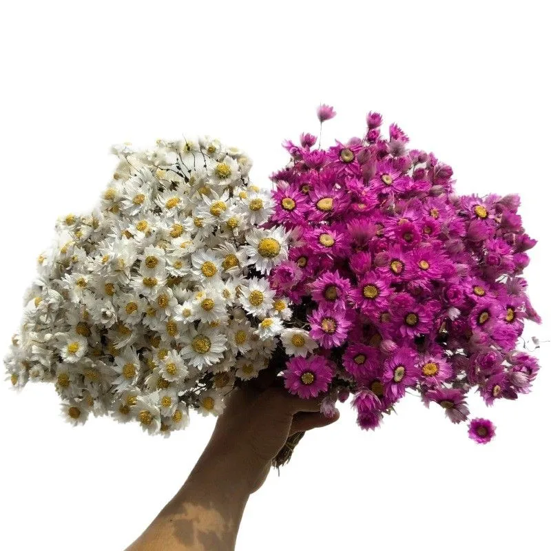 

About 100heads Lutan Bird Dried Flower Baby's Breath Flowers Bouquet for Wedding Arch Flowers Decoration, Natural White Dry Flow