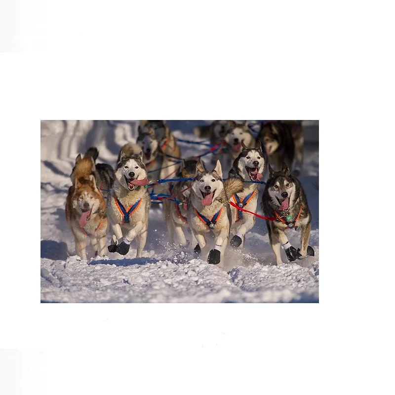 Iditarod Huskies Pulling Dog Sled Dog , Art Picture Print Canvas Poster Home Wall Decor