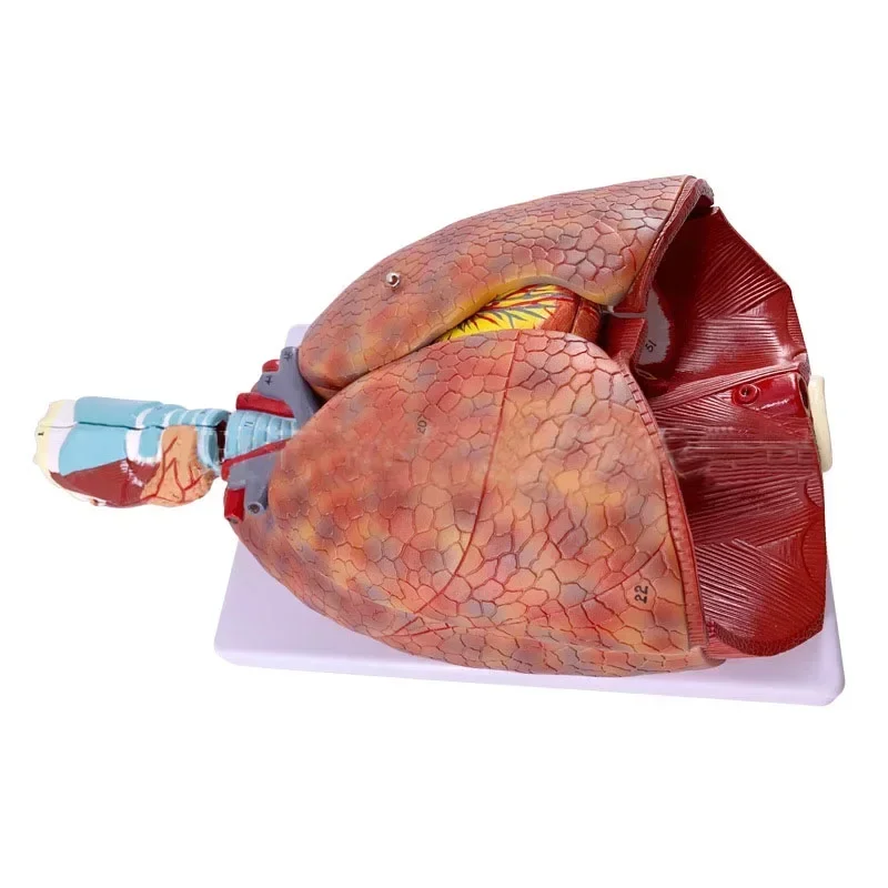 Human Medical Chest/Throat Anatomy Larynx Heart Lung Anatomical Model with 51 Signs 1:1 Respiratory System Teaching Supplies