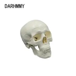 DARHMMY Mini Skull Model Human Anatomical Head Medical Model Detachable Art sketch Props Medical Student Teaching