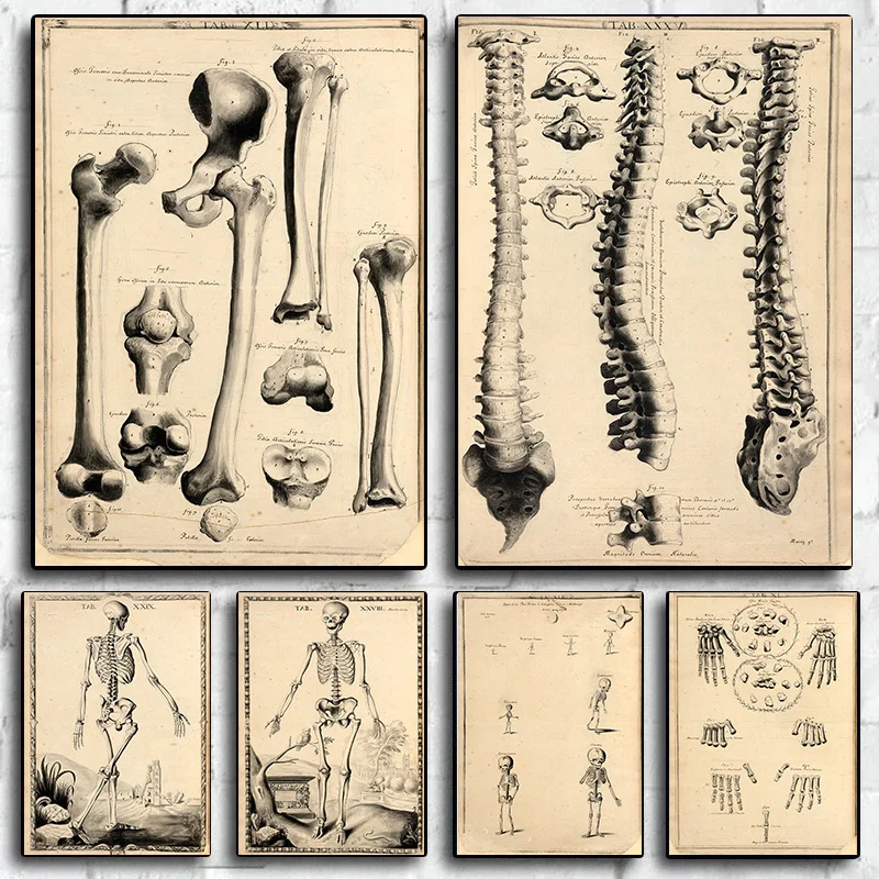 Vintage Human Anatomy Artwork Medical Wall Painting Skeleton Poster Canvas Art Print Educational Hospital Pharmacy Painting