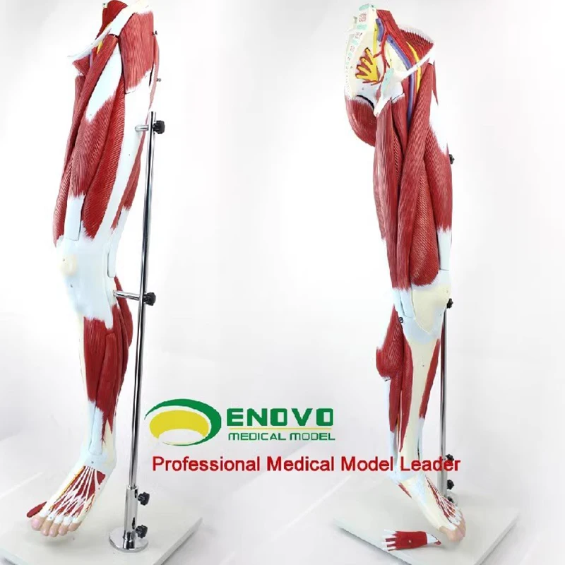 

ENOVO Human lower limb muscle vascular nerve model leg movement system medical human anatomy