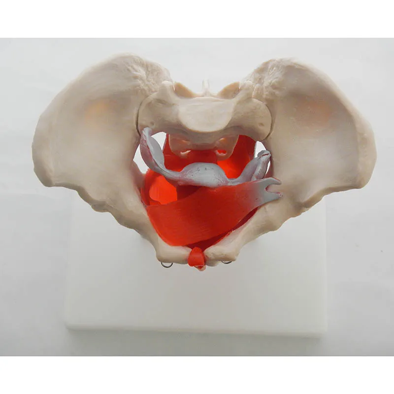 

Female Pelvis model with Genital Organs Model, Pelvis model with pelvic muscles and pelvic organs