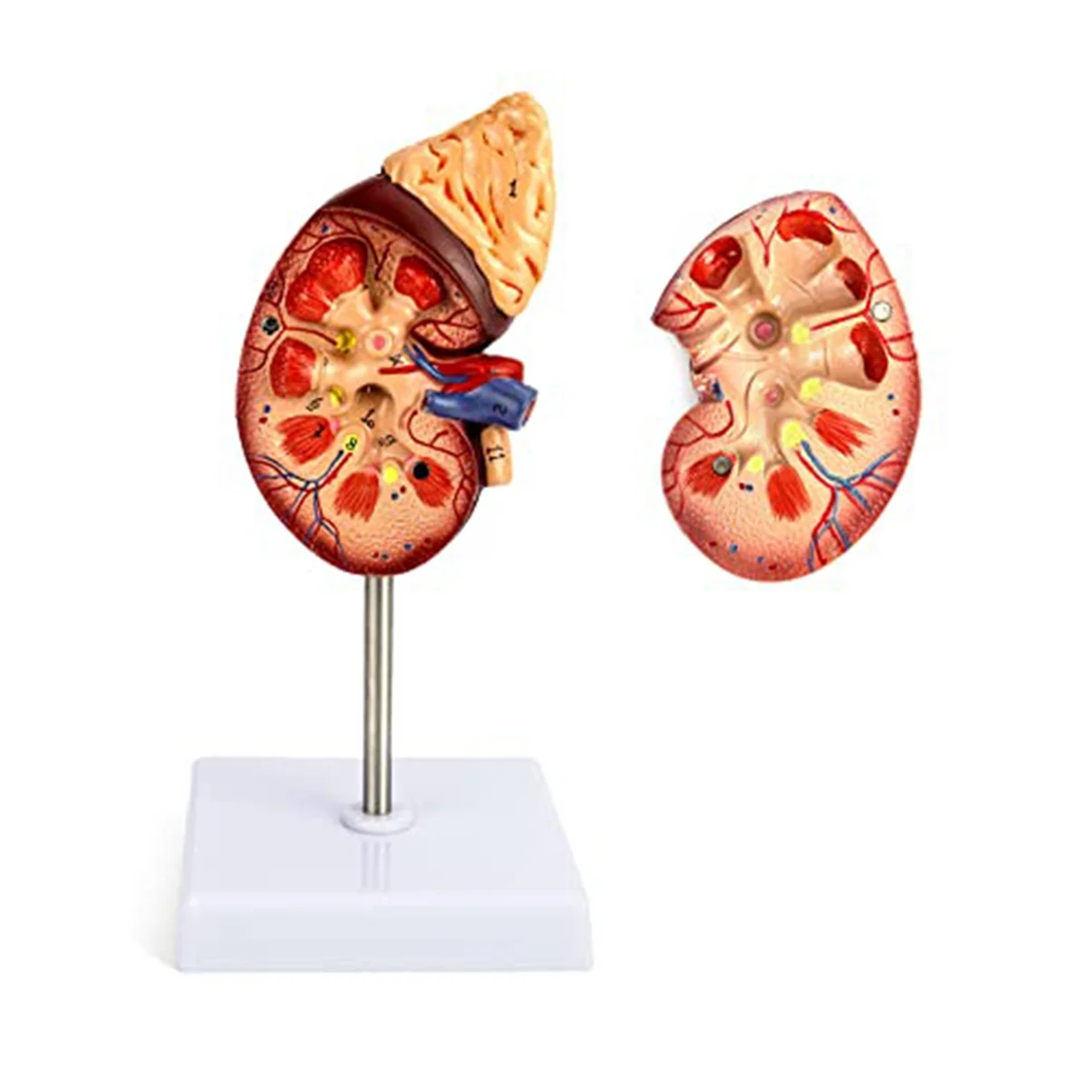 Gfc-Life-Size Kidney Model, 2 Parts Showing Internal Structure a Kidney Human Anatomy Replica for Doctors Educational Tool