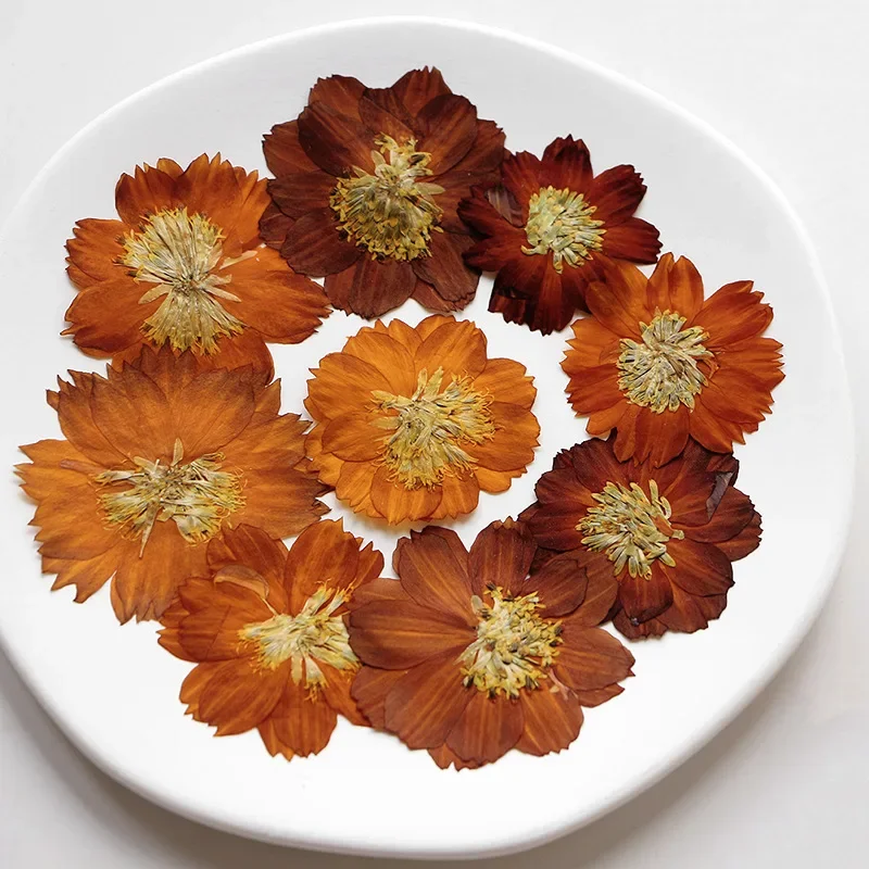 12 unidades/3-5cm, Crisantemo Thiohua Prensado Natural, Flor Seca de Color Retro, Material para Pintar DIY, Pegamento en Gotas, Marco, Marcapáginas, Decoración de Escritorio