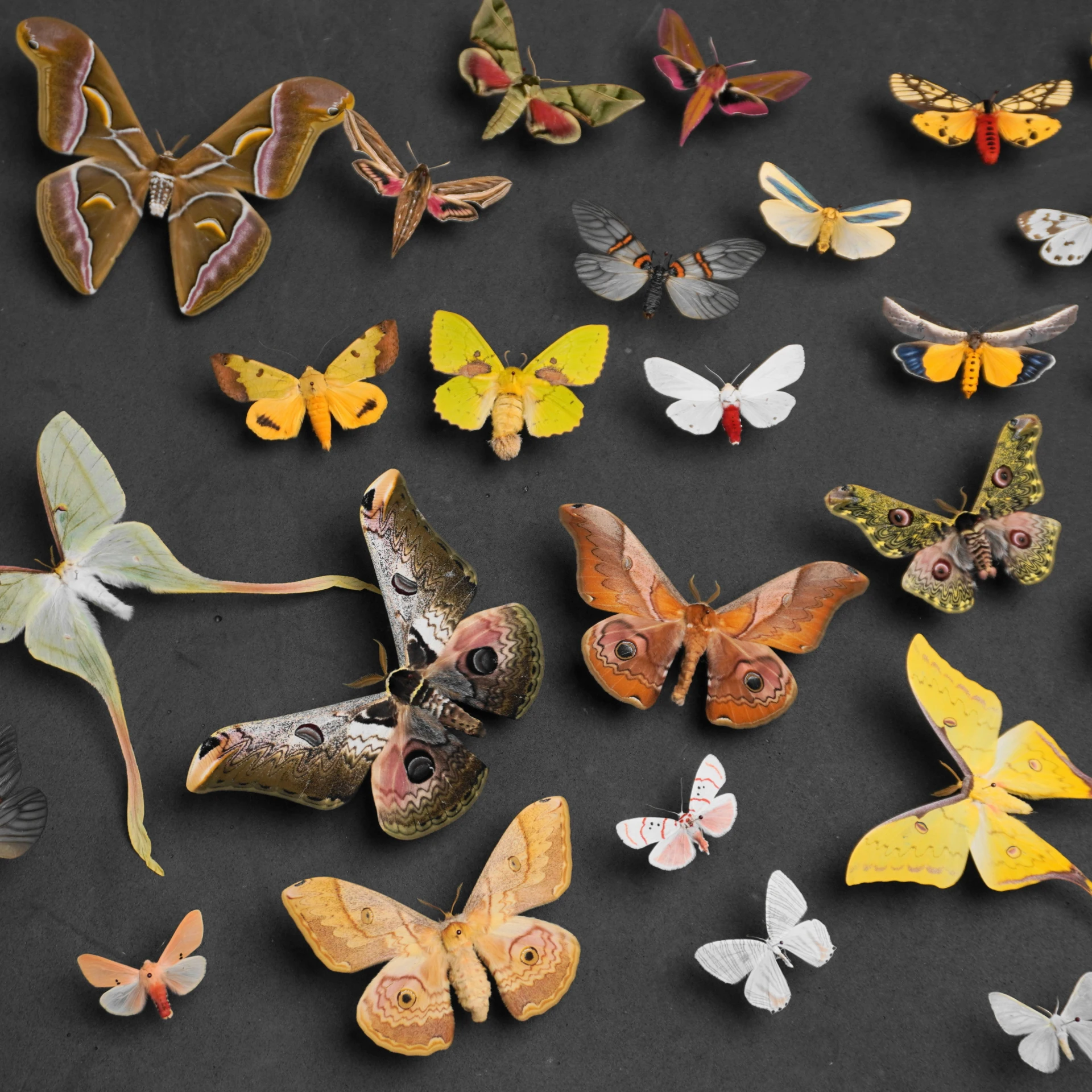 Natural Real Moth Specimens Rare Exquisite Mixed Multi-color Moth Specimens  For Collection Display Gift