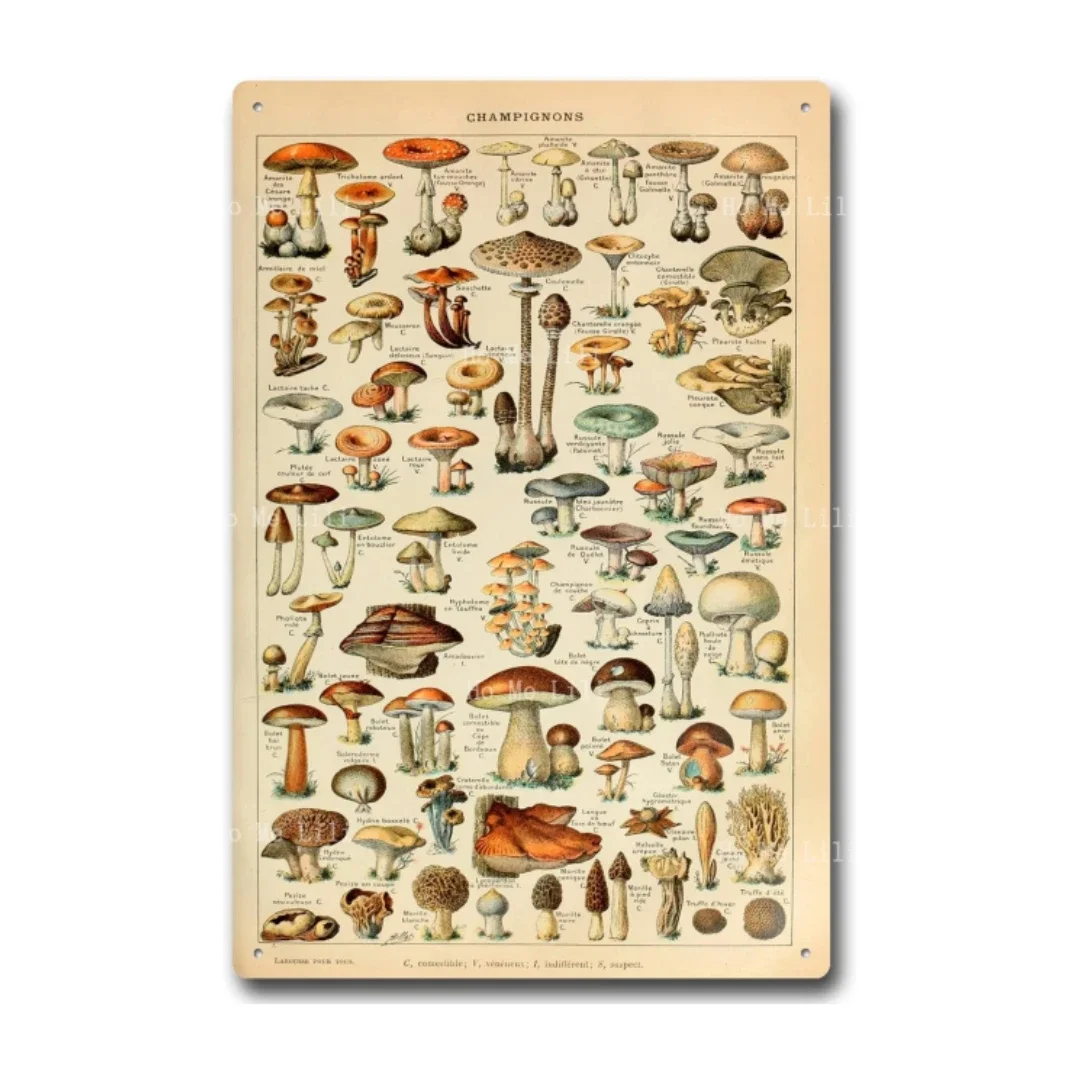 Vintage Mushrooms Metal Sign Different Mushroom Species Identification Reference Antiqued Tin Sign For Bedroom Living Room