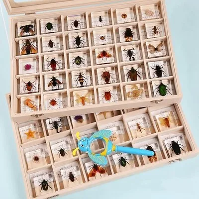 1Pc/60 style real insect resin specimen teaching birthday gift home furnishings scientific observation home decor room decor