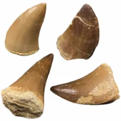 Mosasaur Tooth Dinosaur Teeth 20mm-45mm Cretaceous Morocco-1PC