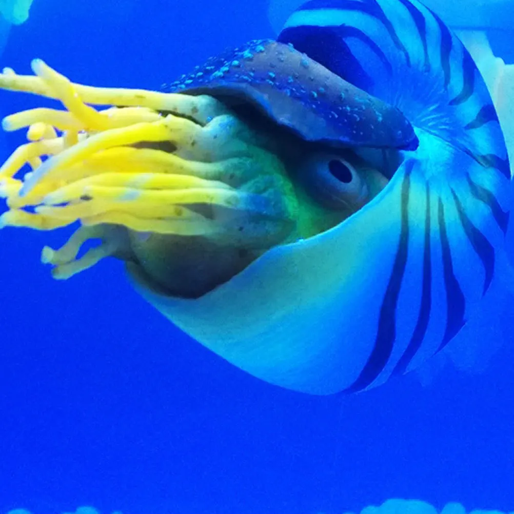 

Simulation Nautilus Shell Mediterranean Style Aquarium Decoration Fish Tank Ornaments Landscape Craft Creative Home Decor