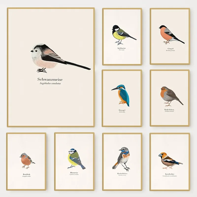 1PC frameless decorative art print,Native Birds Species Collect Illustration Poster Nature Bird Animal Minimalist Wall Art Canva