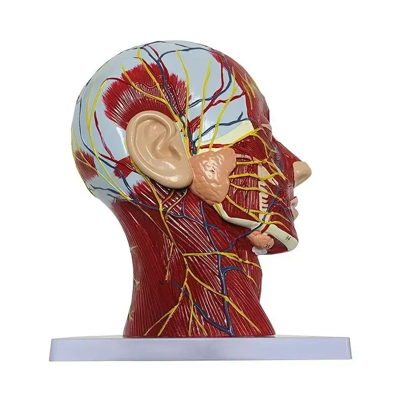 High quality human, skull with muscles and neurovascular, head part brain, human anatomy model. School Medicine Teaching