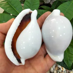 Natural conch and shell Fish tank weddingdiy Creative home decoration White Rabbit snail Sea rabbit snail