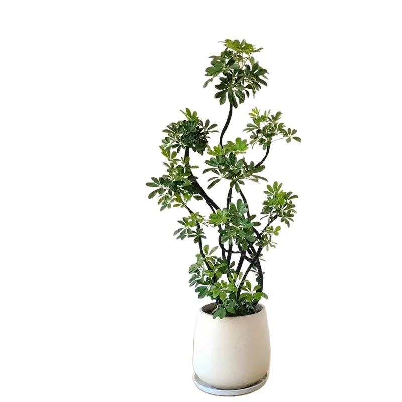 LTT Large Living Room Potted Indoor Floor-standing Large Duck Palm Plant Ornament