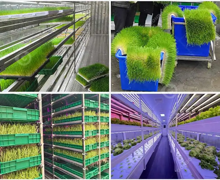 Vegetable Growing Container Green Grass Industry Seed Sprout Small Hydroponic Fodder Machine Price for Animal customize