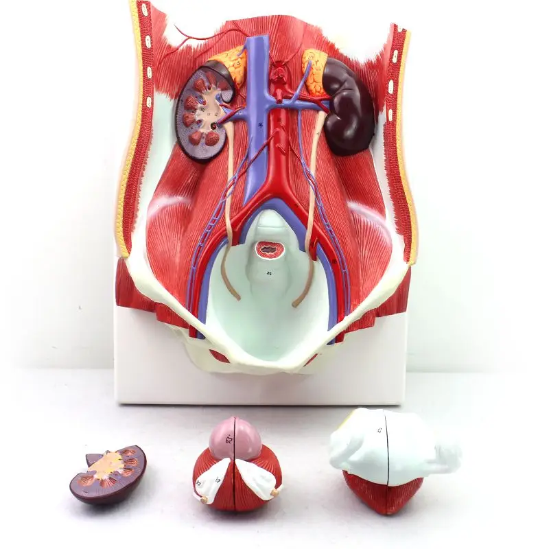 Human Male and Female Urinary System Model, Bladder Cavity, Medical Anatomical Model, Tabletop Decoration