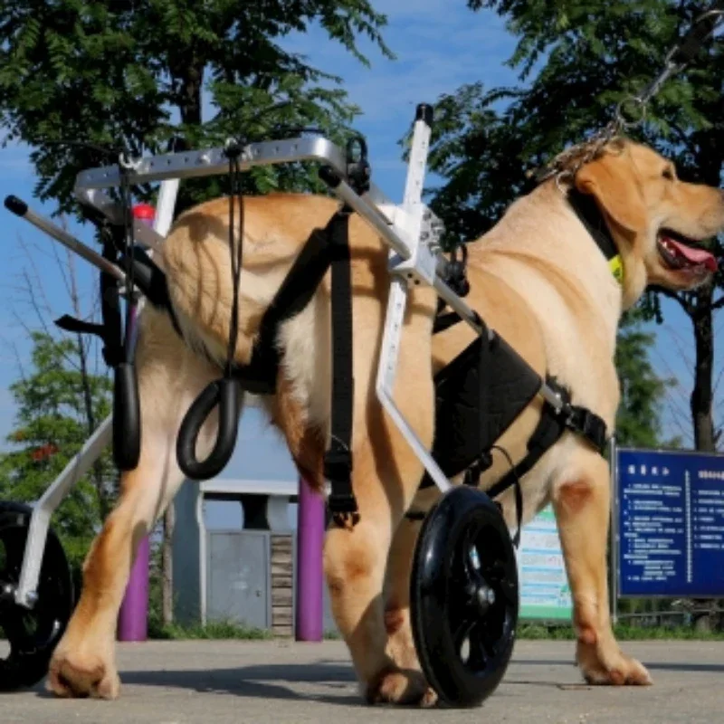 Large Dog Wheelchair for Hind Limb Rehabilitation Training Aid for Paralysis and Spondylitis Mobility Assistance