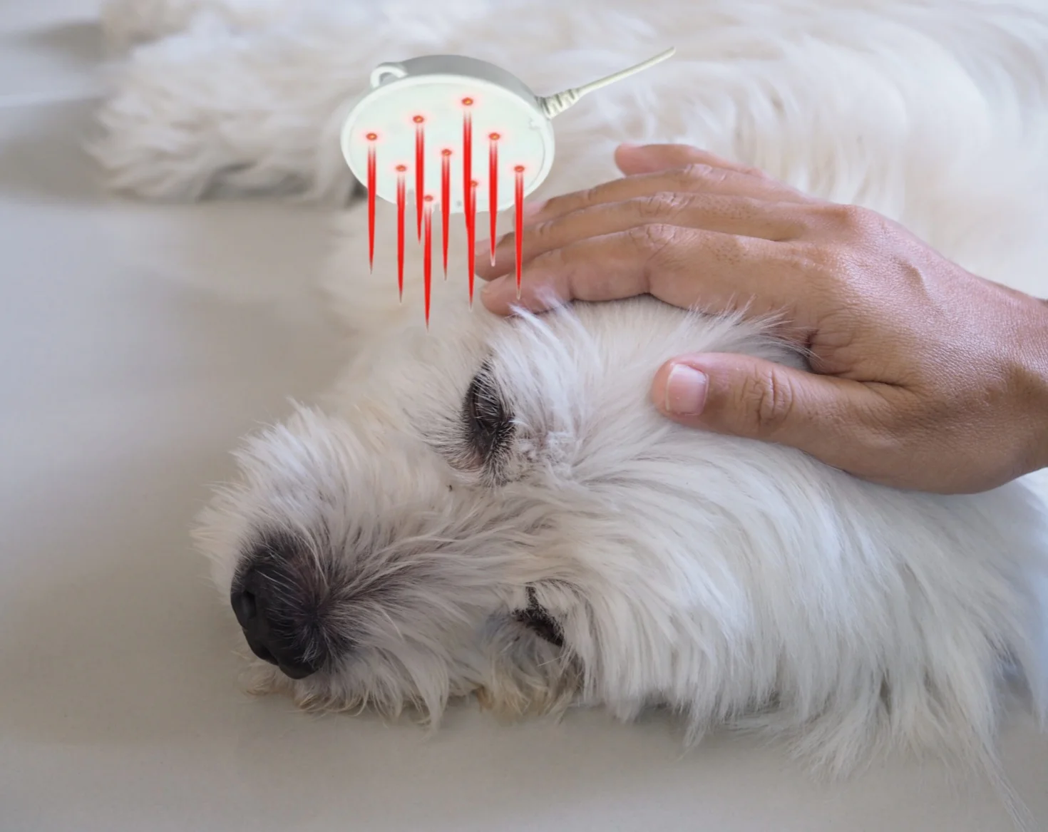 

Dog Red Light Therapy 650nm Near Infrared Device for Big & Small Dogs - Pain Relief,Portable Waterproof Rechargeable