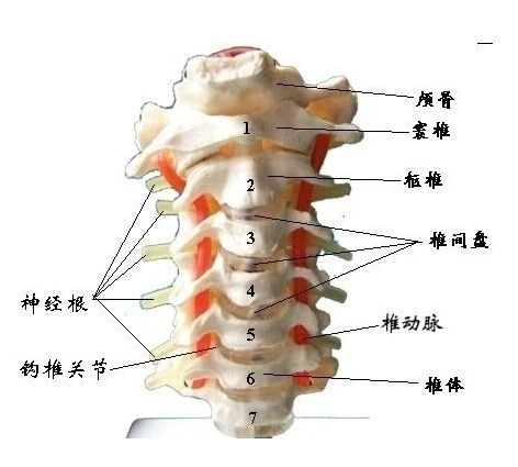 1:1 human cervical vertebra with neurovascular model, skeleton teaching medical explanation display