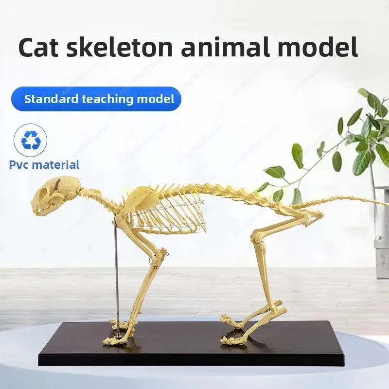 Cat Skeleton Anatomy Model Kit Anatomical Bones Specimen for Veterinary Teaching