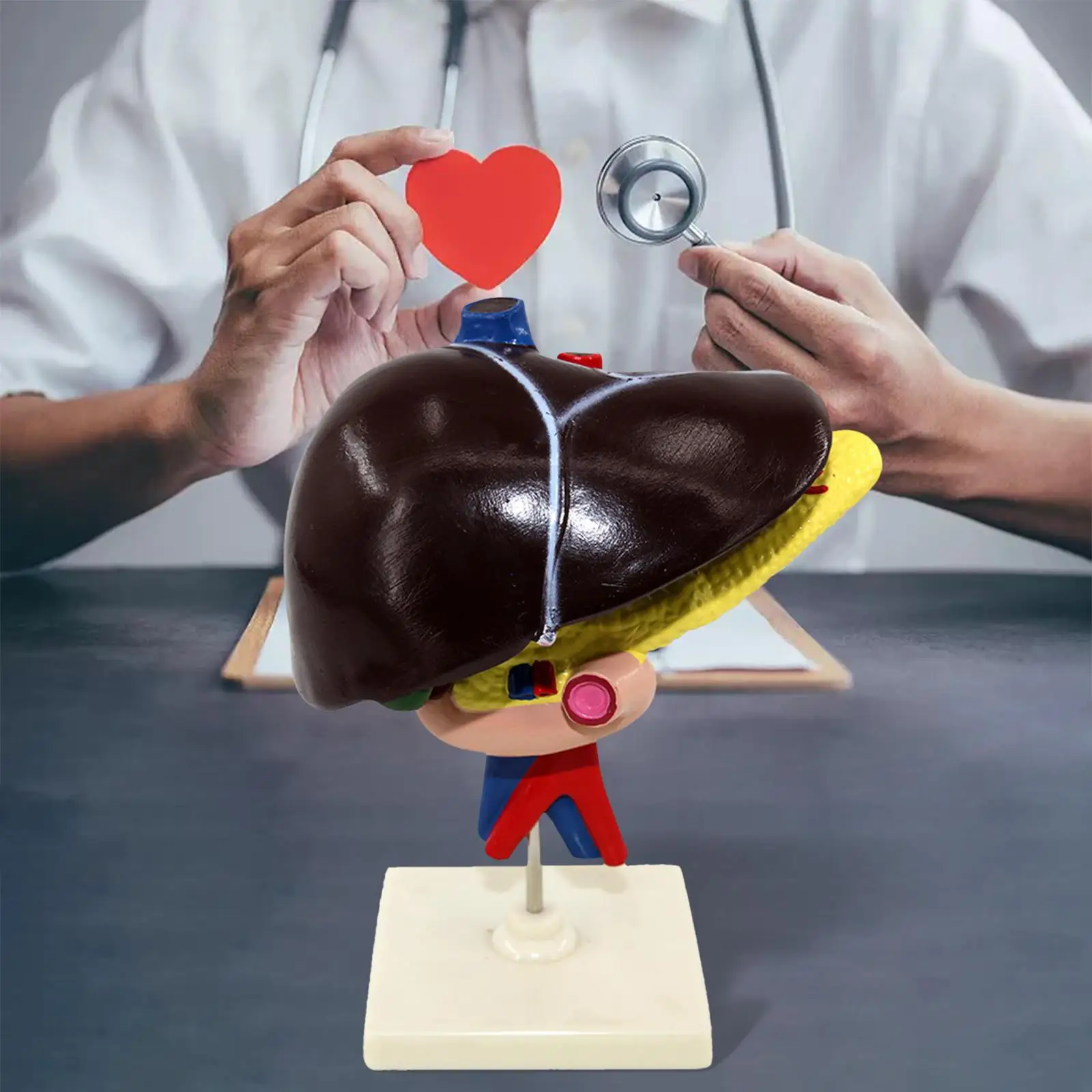 

Life Size Liver Duodenum Pancreas Model with Base Detachable Science Education Equipment Teaching Aid Human Body Anatomy Model