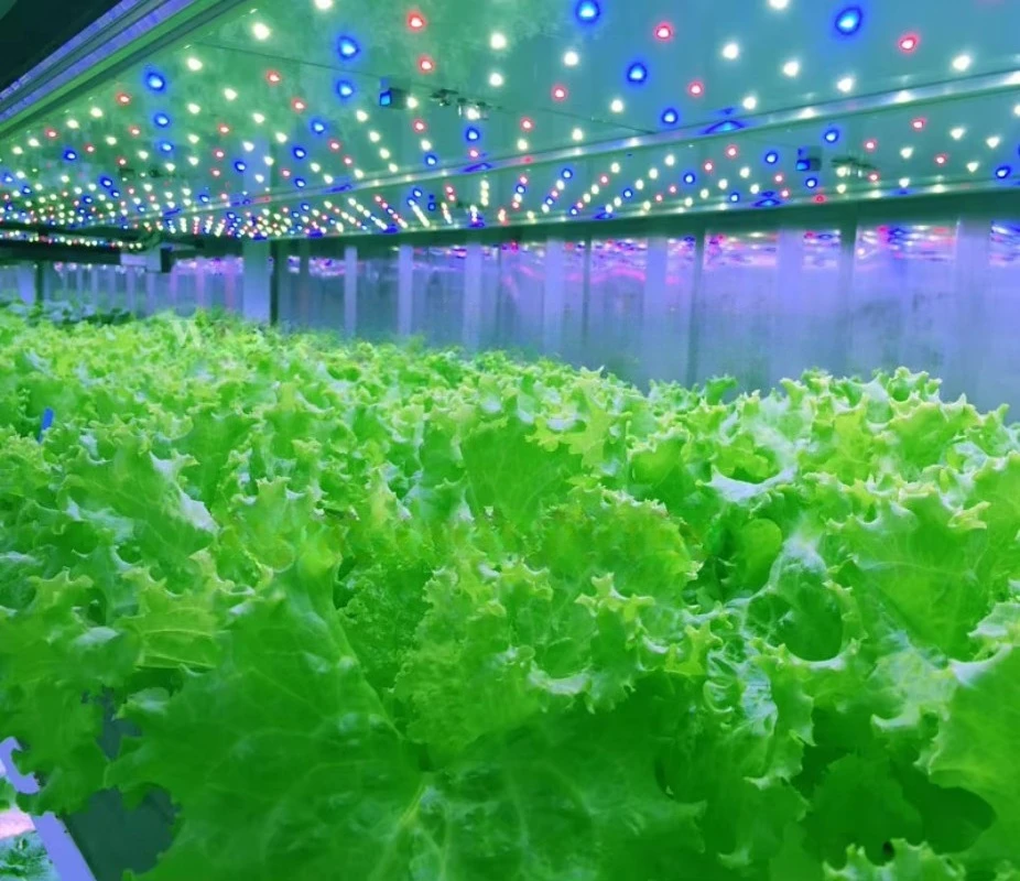 Fabbrica di piante idroponiche in contenitore da 40 piedi