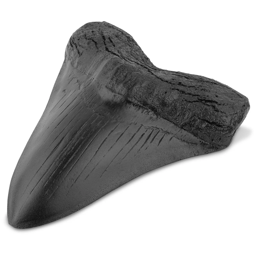 

Shark Tooth Resin Easy Clean Realistic in Shape Megalodon Tooth Black