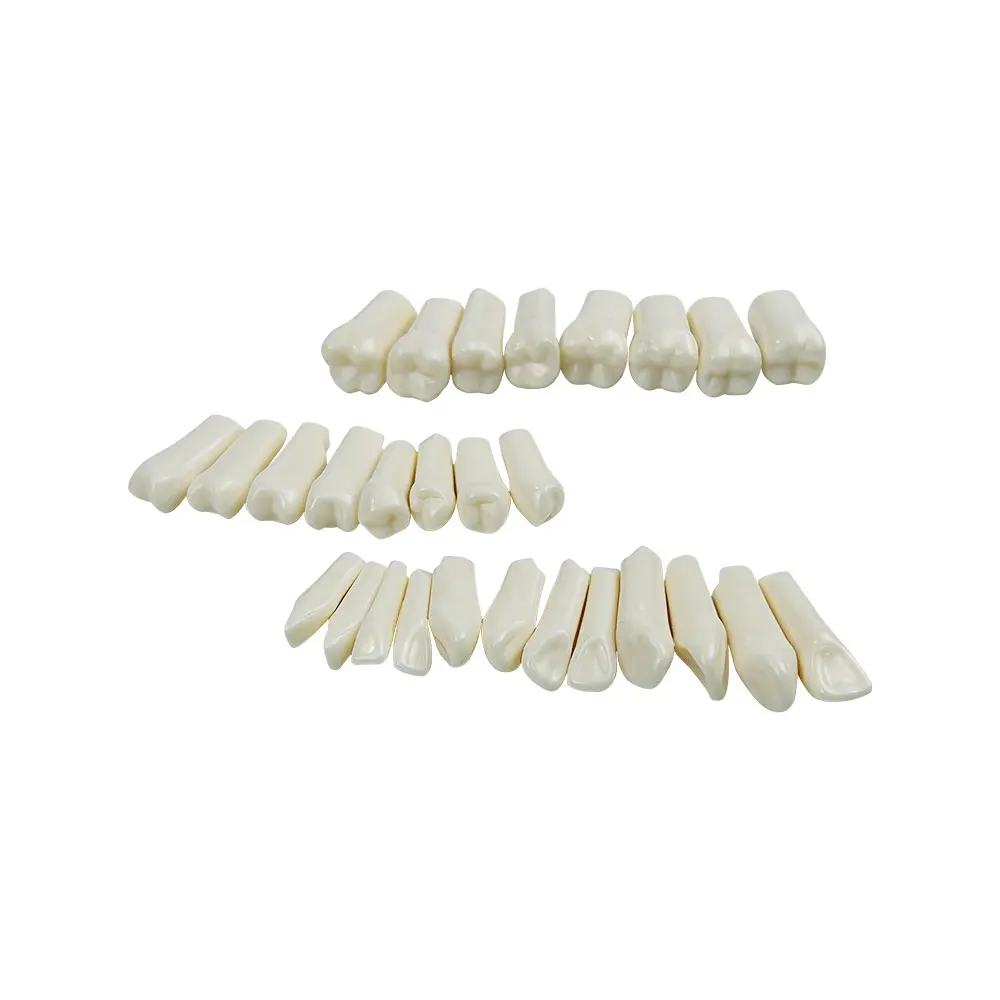 Dental Replacement Artificial Teeth Model Removable Tooth Technician Practice Material Preparation Dentist Exam Material Supplie