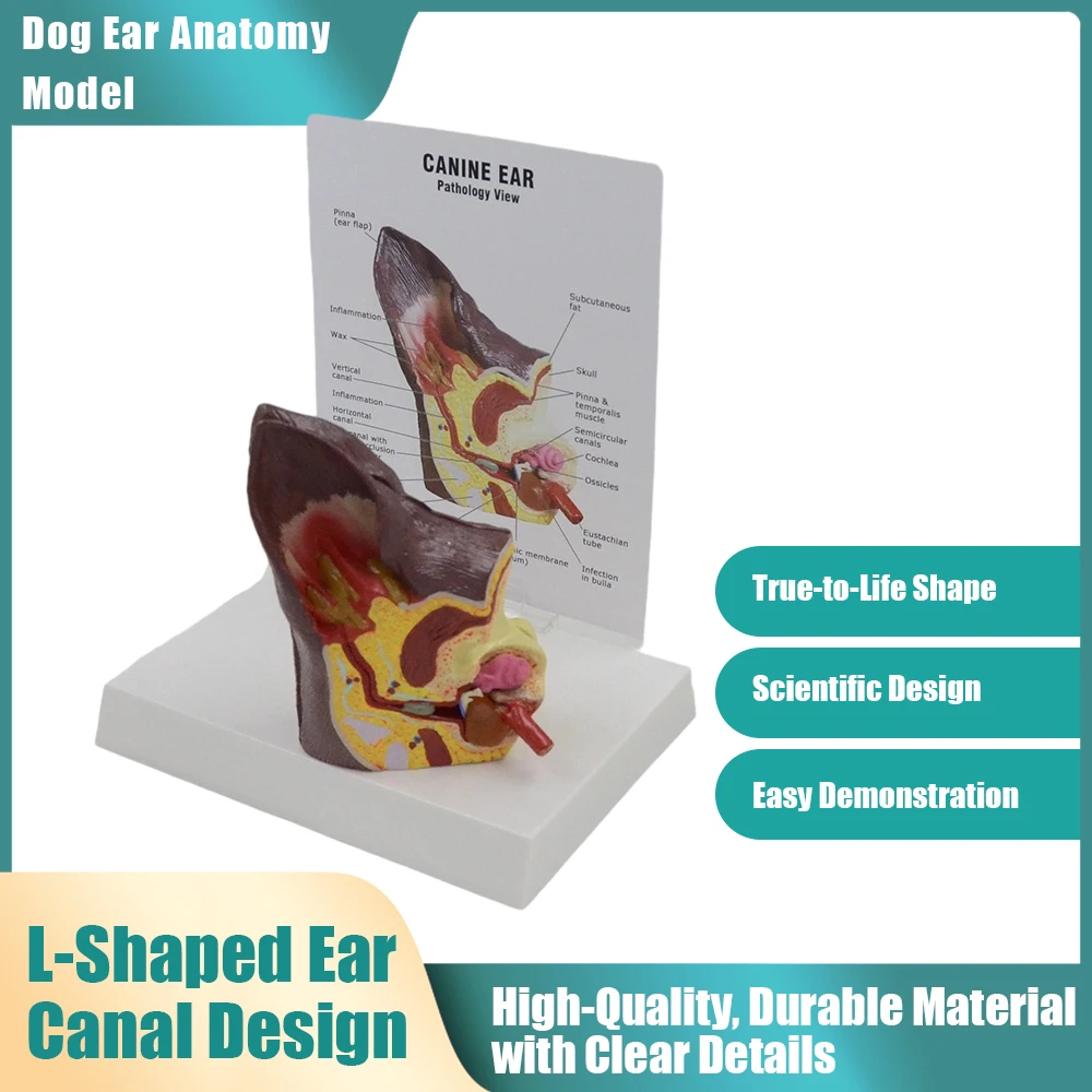 Dog Ear Anatomy Model - Canine Veterinary Teaching Aid for Pet Clinics