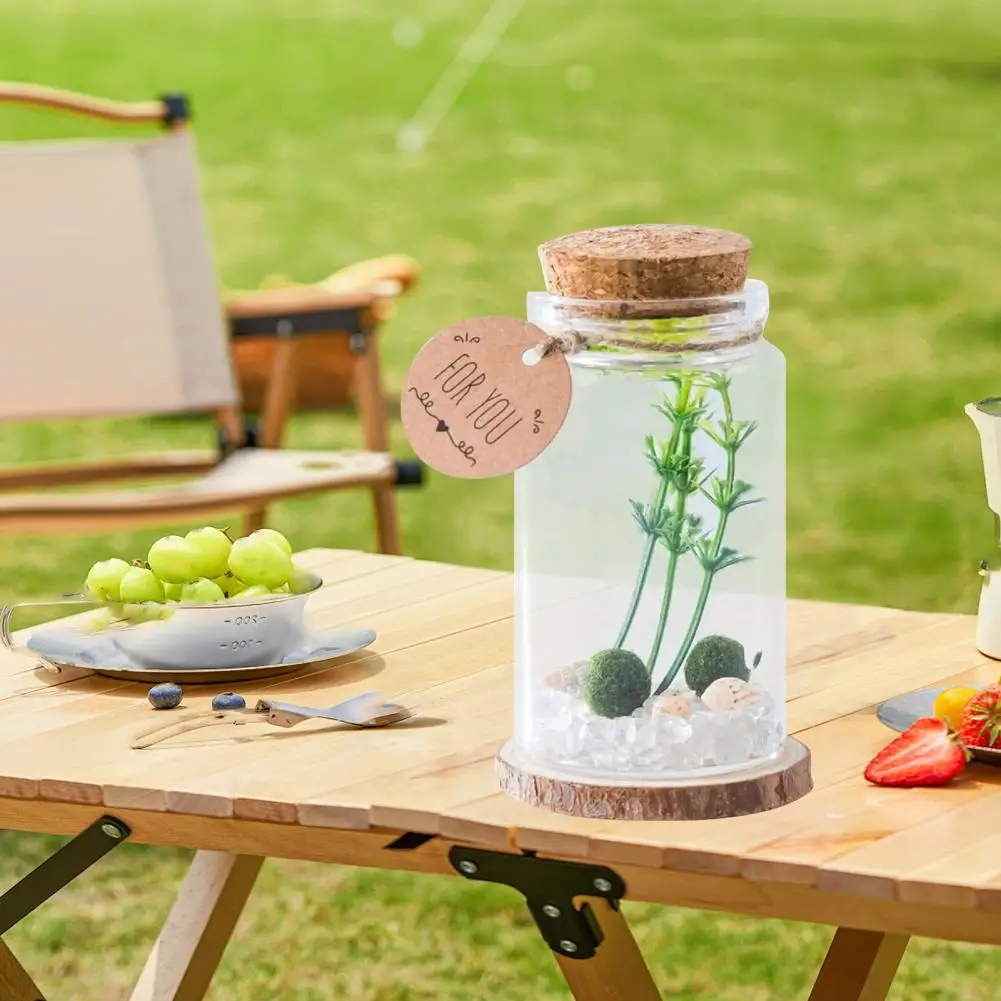 Terrario de bolas de musgo, Kit de terrario de vidrio cilíndrico con bolas de musgo, planta Artificial para decoración de escritorio de oficina en casa, mesa
