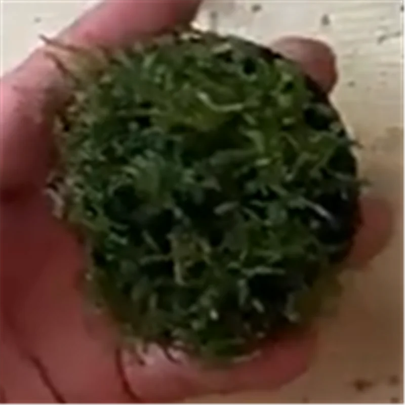 

Base Planting Mat Twin Pack Black Aquatic Grass Substrates for Fish Tank Aquarium Root Protection Decoration