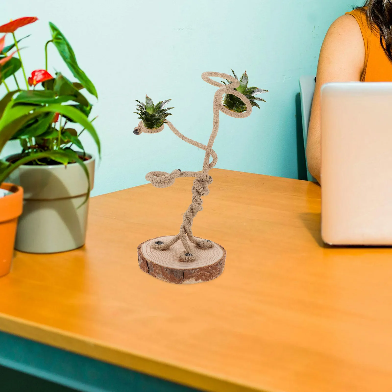 حامل نباتات الهواء خفيف الوزن لطاولة المكتب والمنزل وحامل Tillandsia وحامل الطاولة وحوامل Tillandsia #6