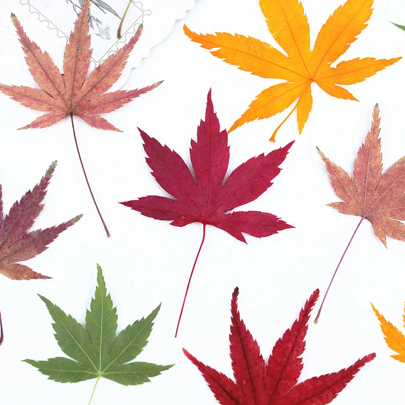 

100Pcs Autumn Natural Plant Specimens, Maple Leaf Plant Specimens, Dried Flowers, Pressed Flowers, Handmade DIY Phone Case Bookmarks, Real Leaves, Real Flower Leaf Stickers
