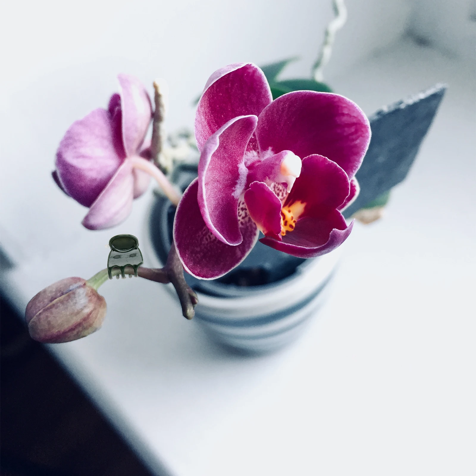 

100Pcs Orchid Plant Clips Plastic Supporting Clips for Flower Vine Stem Protection Easy Remove Fix Plant Gripper