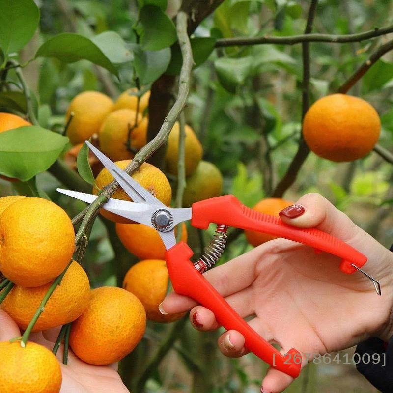 ⚑* High Carbon Steel Gardening Pruning Shears Non Slip Handles Straight Curved Tips For Fruit Thinning Orchard Garden Trimming