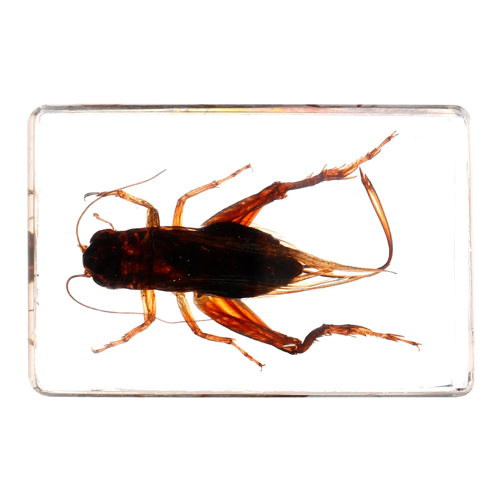 

Cricket Resin Specimens Insect Combination Paperweight Collection Classroom Bugs Crafts