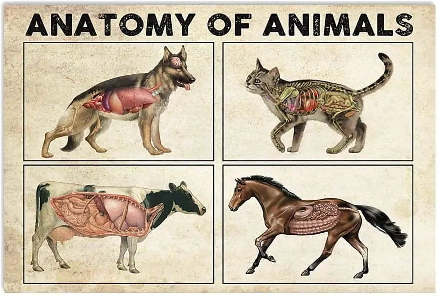 Retro Anatomy Of Animals Metal Sign Wall Decor Knowledge Poster Dog Cat Cow Horse Anatomy Chart Iron Plaques Home Office