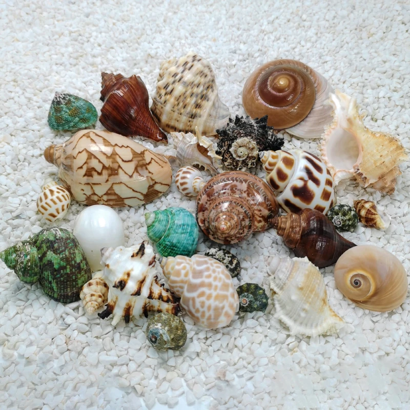 صدف المحار ، السلطعونات ، حوض أسماك ، مناظر طبيعية ، ديكور منزلي #2