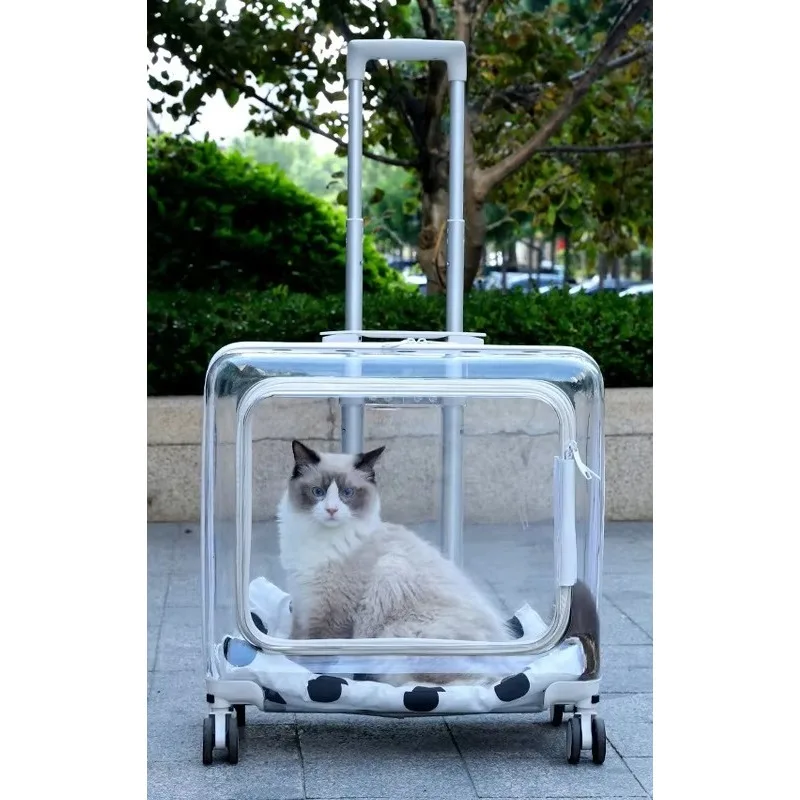 Transparent Cat Str…