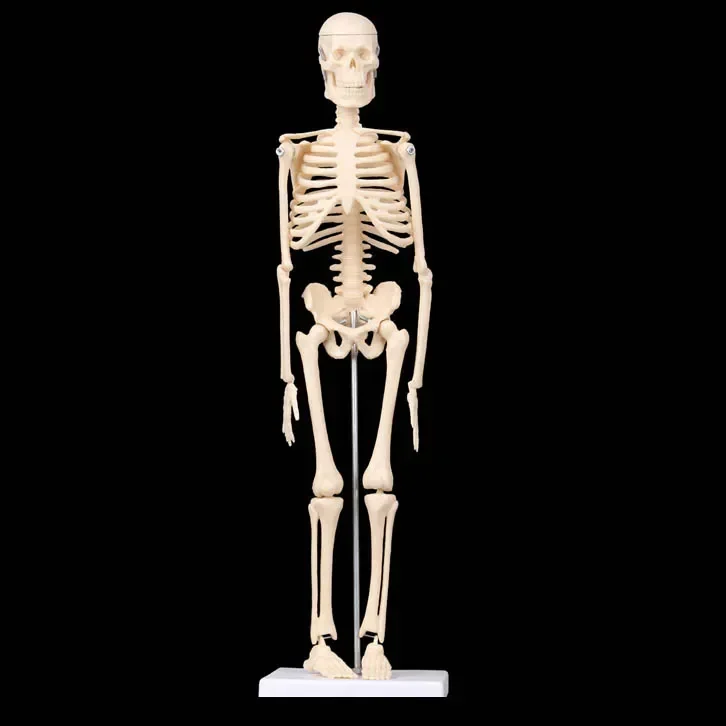 45CM Anatomical Anatomy Human Skeleton Model Medical Learn Aid Anatomy human skeletal model Wholesale Retail