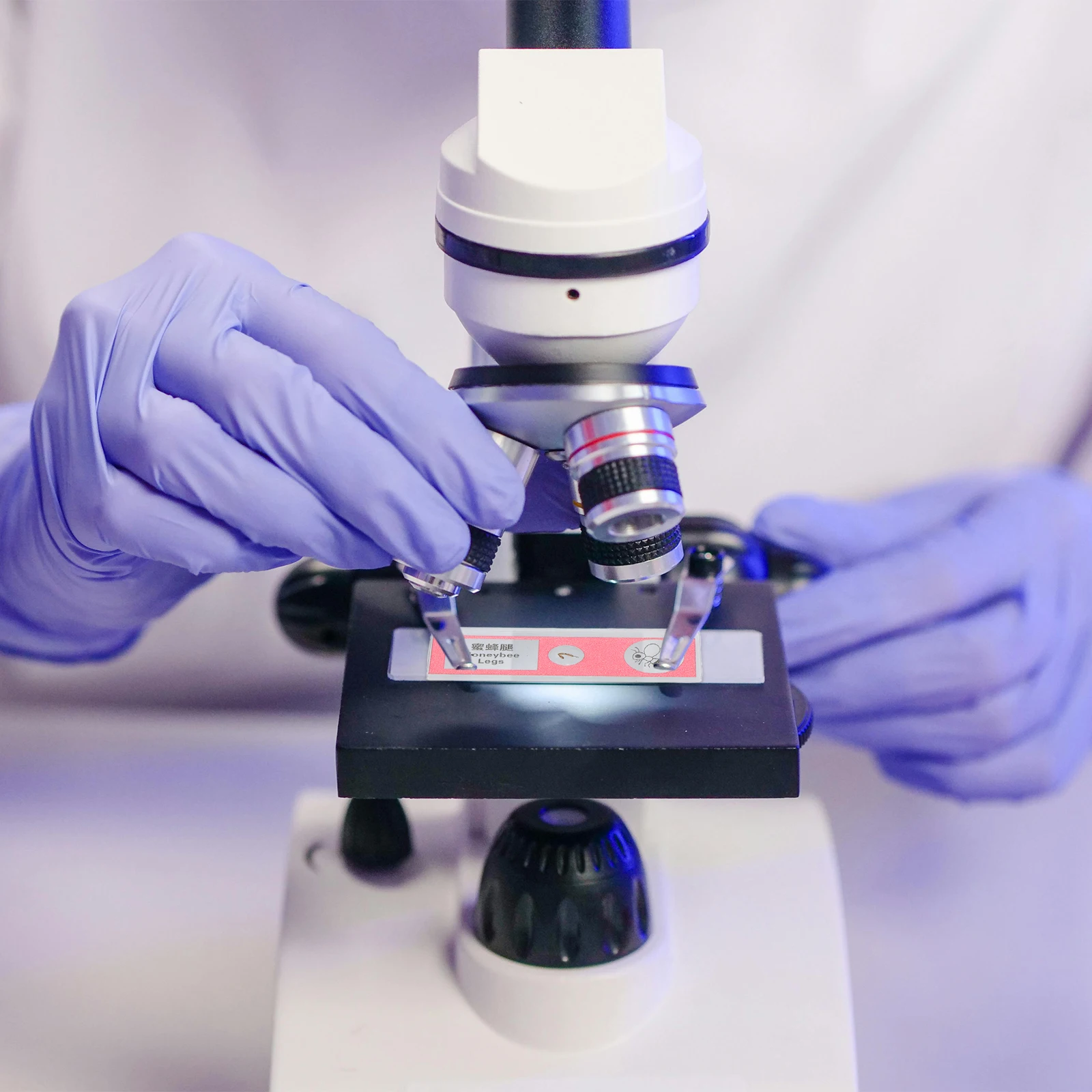 12 Pcs Biological Sample Sections Blood Microscope Slides Animal Insect Assortment Child